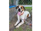 Adopt Benjamin "Benji a Labrador Retriever / Hound (Unknown Type) / Mixed dog in