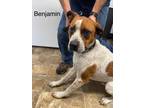 Adopt Benjamin "Benji a Labrador Retriever / Hound (Unknown Type) / Mixed dog in