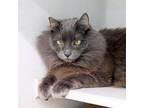 Adopt Halo a Gray or Blue Domestic Longhair / Domestic Shorthair / Mixed cat in