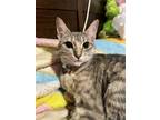 Adopt Cleo a Gray, Blue or Silver Tabby Domestic Shorthair / Mixed (short coat)