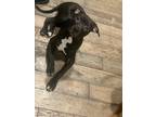 Adopt Sasuke a Black - with White American Pit Bull Terrier / Mixed dog in