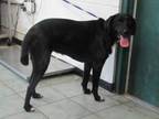 Adopt Fe Fe a Black Labrador Retriever dog in Weatherford, TX (41266782)