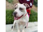 Adopt June* a American Pit Bull Terrier / Mixed dog in Pomona, CA (41266731)