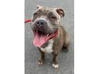 Adopt Reba* a American Pit Bull Terrier / Mixed dog in Pomona, CA (41266730)