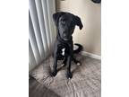 Adopt Gus Gus a Black - with White Labrador Retriever / Border Collie / Mixed