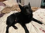 Adopt Skipper a Black Schipperke / American Eskimo Dog / Mixed dog in Eagle