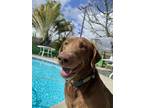 Adopt Phoenix a Brown/Chocolate Labrador Retriever / Mixed dog in Anaheim