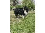 Adopt Niko a Black - with Tan, Yellow or Fawn Australian Shepherd / Mixed dog in