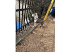 Adopt Tommi a White - with Tan, Yellow or Fawn American Pit Bull Terrier /