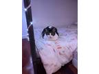 Adopt Lexie a Black & White or Tuxedo Domestic Shorthair / Mixed (medium coat)