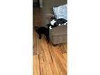 Adopt Kitty a Black & White or Tuxedo American Shorthair / Mixed (short coat)