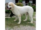Adopt Yogi a White Great Pyrenees / Mixed dog in Tyler, TX (35140631)