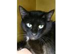 Adopt Felixica a All Black Domestic Shorthair / Domestic Shorthair / Mixed cat