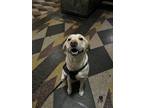 Adopt Tobias a Tan/Yellow/Fawn Labrador Retriever / Mixed dog in New York