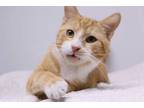 Adopt Jimmy a Orange or Red Domestic Shorthair / Domestic Shorthair / Mixed cat