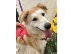 Adopt Sohee (HDS) a White - with Tan, Yellow or Fawn Akita / Jindo / Mixed dog