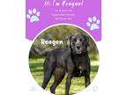 Adopt Reagan a Black Labrador Retriever / Mixed Breed (Medium) / Mixed (short