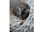 Adopt Rosie a Tiger Striped Domestic Shorthair / Mixed (short coat) cat in