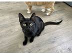 Adopt Luigi a All Black Domestic Shorthair (short coat) cat in Bear
