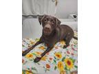 Adopt Daisy a Brown/Chocolate Labrador Retriever / Mixed dog in Knoxville