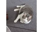 Adopt Biggy a Gray or Blue Domestic Shorthair / Mixed (short coat) cat in