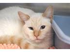 Adopt Queso a Cream or Ivory (Mostly) Siamese (short coat) cat in House Springs