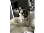 Adopt Violet a Cream or Ivory (Mostly) Siamese / Mixed (short coat) cat in Long