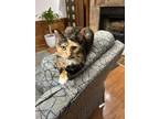 Adopt Pumpkin Spice Latte a Calico or Dilute Calico American Shorthair / Mixed
