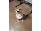 Adopt Yami a Tan/Yellow/Fawn Mutt / Mixed dog in Oklahoma City, OK (41262637)