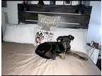 Adopt Jasper a Black Great Dane / Mixed dog in South Amboy, NJ (41262017)