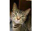 Adopt Arizona a Brown Tabby Domestic Shorthair / Mixed Breed (Medium) / Mixed