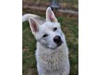 Adopt Mumford a White Husky / Mixed Breed (Medium) / Mixed (short coat) dog in