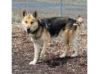 Adopt Max a Brown/Chocolate German Shepherd Dog / Mixed dog in Pendleton