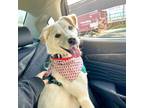 Adopt Dawook (HDS) a White - with Tan, Yellow or Fawn Labrador Retriever / Jindo