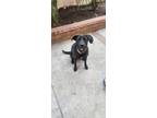 Adopt Ladi a Black Labrador Retriever / Belgian Malinois / Mixed dog in Fontana