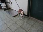 Adopt Hansen Dublett a Brown/Chocolate Pit Bull Terrier dog in Weatherford