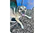 Adopt Fozzie a Tan/Yellow/Fawn Mixed Breed (Large) / Mixed dog in Chamblee