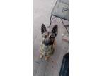 Adopt Jean a Brown/Chocolate - with White Belgian Malinois / Mixed dog in