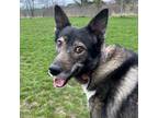 Adopt Auburn a Black Husky / Shepherd (Unknown Type) / Mixed dog in Kingston