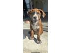 Adopt Ranger a Brindle Redbone Coonhound / Mixed dog in Fort Worth