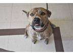 Adopt Brendyl a Brindle Pit Bull Terrier / Mixed dog in North Judson