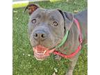 Adopt Pebble a Pit Bull Terrier / Mixed dog in Walnut Creek, CA (41266187)