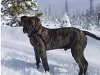 Adopt Boogie a Brindle Mastiff / Mixed dog in Redmond, WA (41266178)