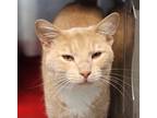 Adopt Asiago a Tan or Fawn Domestic Shorthair (short coat) cat in House Springs