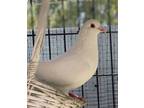 Adopt Rain a White Pigeon bird in Oakland, CA (41265478)