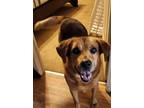 Adopt Sandy a Brown/Chocolate - with Black Shepherd (Unknown Type) / Terrier