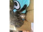 Adopt Hanzo a Brown Tabby American Shorthair / Mixed (short coat) cat in