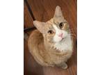 Adopt Graham a Orange or Red (Mostly) Domestic Shorthair (short coat) cat in