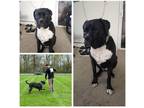 Adopt Rani a Black - with White Mastiff / Boxer / Mixed dog in Feasterville
