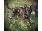 Adopt Midnight a Black German Shepherd Dog / Belgian Shepherd / Mixed dog in